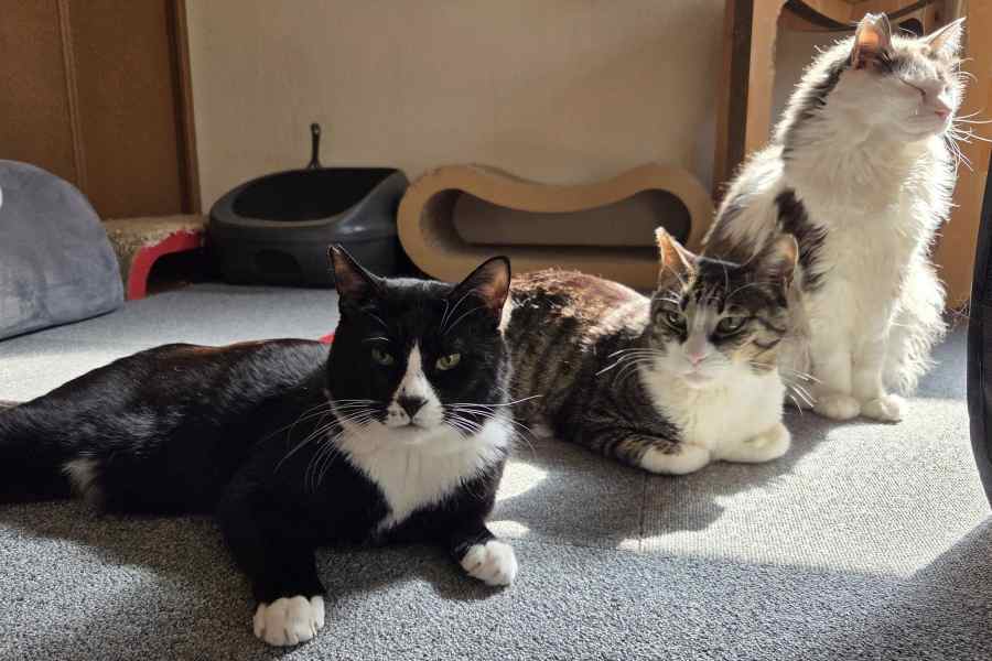 総勢11匹の“わんにゃん”が仲良く暮らすちったんさん家【写真提供：ちったん（@NYANMARUKE）さん】