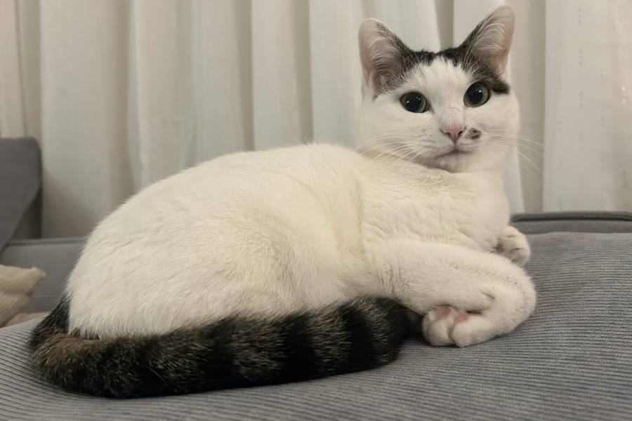 ソファの上でくつろぐまめちゃん【写真提供:とげまるこさん(@hachipochi8)さん】