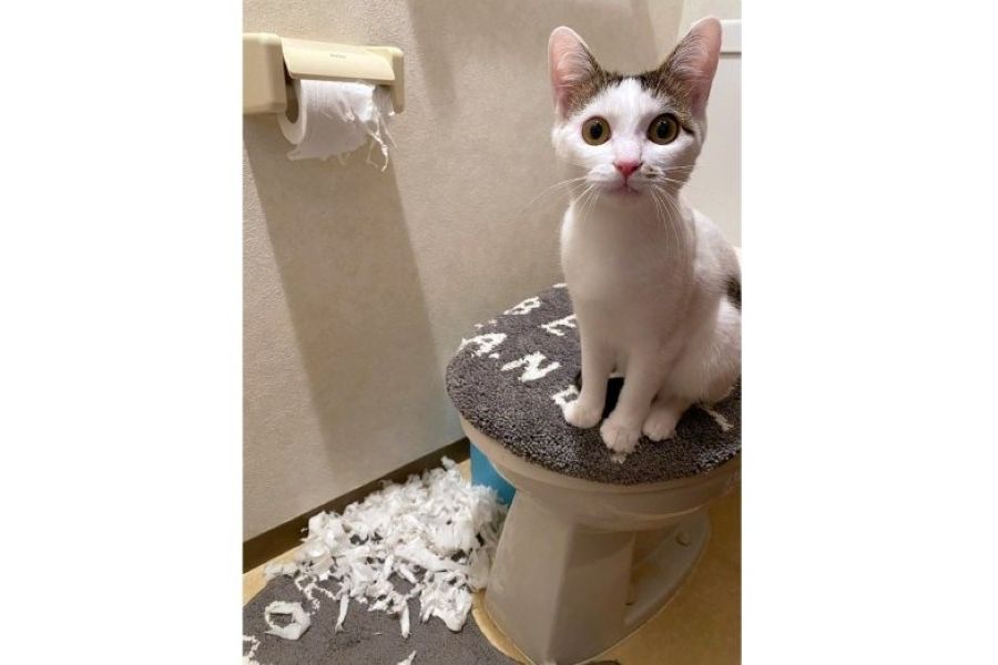 便座の上できょとんとした表情を見せるまめちゃん【写真提供:とげまるこさん(@hachipochi8)さん