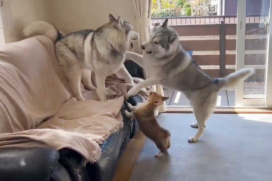 ハスキーの(左から)陸くんと零くんの“わんプロ”に参入するコーギーの楼亜くん(写真はスクリーンショット)