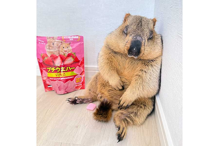 すやすやと眠る姿がまるで天使のようにかわいいまもちくん【写真提供：Dr. Marmot - ドクターマーモット（@dr_marmot_）さん】