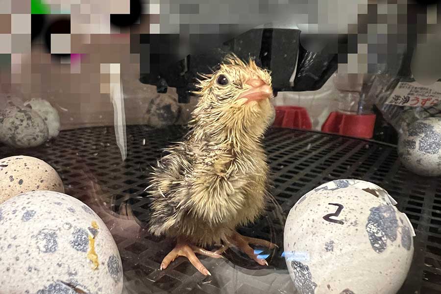 10個パック入りの卵から“爆誕”したウズラ【写真提供：新しい名にする必要に迫られた民族（@JQAwQqv3kgMrHQB）さん】