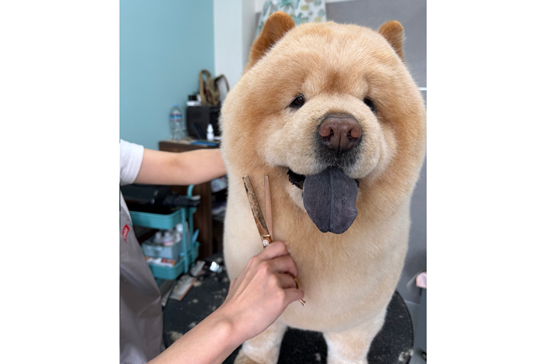 トリミング中に満足げな表情を見せるくり蔵くん【写真提供：くり蔵（@kurizo_chow）さん】