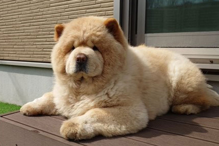 ふわもふな被毛がとてもチャーミングなくり蔵くん【写真提供:くり蔵(@kurizo_chow)さん】