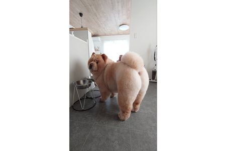 まるで桃のような、プリッとしたおしりがかわいらしいくり蔵くん【写真提供:くり蔵(@kurizo_chow)さん】