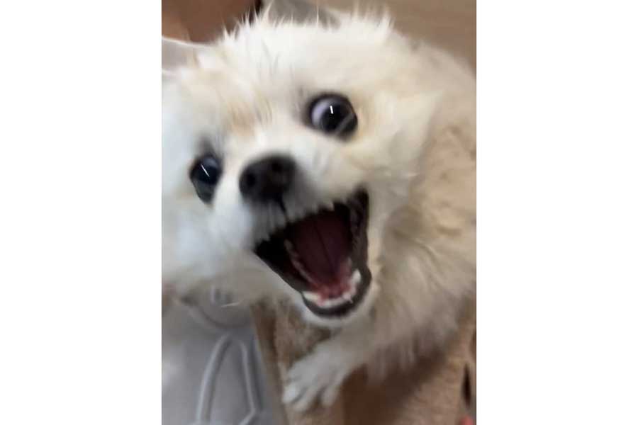 ドライヤーの風から逃げようとするてちちゃん（画像はスクリーンショット）