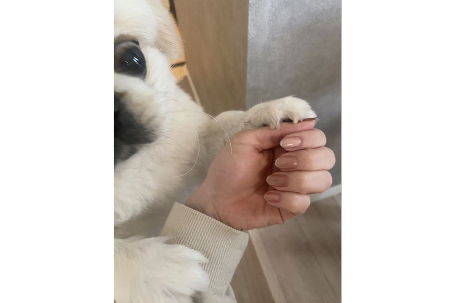おやつがあると勘違いして、飼い主さんの手に飛びつくぽん助くん【写真提供:ぽん助(@poNpoN_psk)さん】