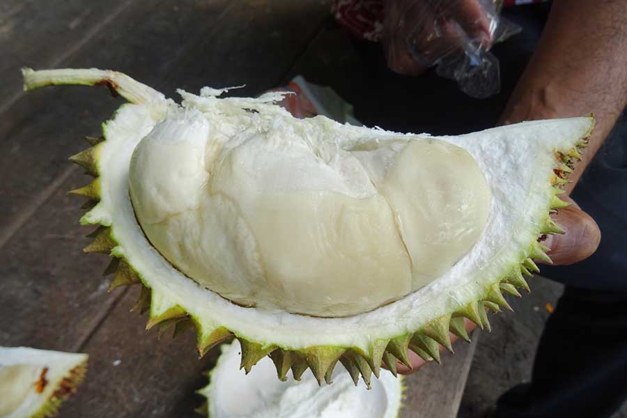 シンガポールでは、駅構内や車内などへのドリアンの持ち込みが禁止されている