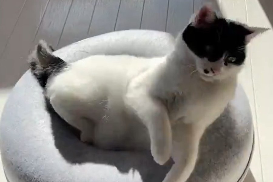 いいポジションが見つけられず、体勢を変えるらんちゃん【写真提供:らんちゃん(@ranran_oto)さん