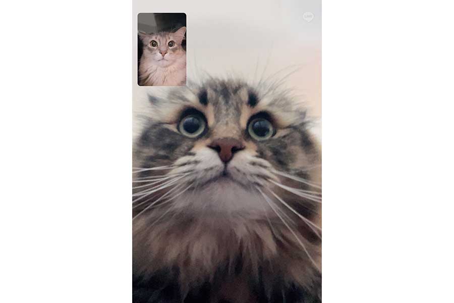 画面いっぱいに映る、ちょっと緊張した面持ちのヤマネコくん。小窓にはパワーくんが【画像提供:ヤマネコ(@ymnc_rf)さん】