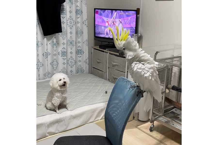 ベッドの上に座るいぬと、椅子にとまったオウム【写真提供：ダンシングオウムと監視犬（@vivi_milk_ame）さん】
