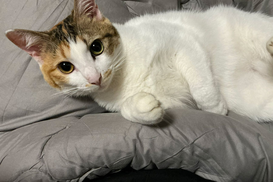 部屋の中でまったり過ごすねこ。夢中になってじゃれついていたものが話題に【写真提供：セルゥゥゥゥァァァァァ（@cellbururu）さん】