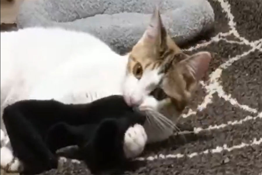 飼い主の靴下に夢中になるセルジオ悦子ちゃん（画像はスクリーンショット）