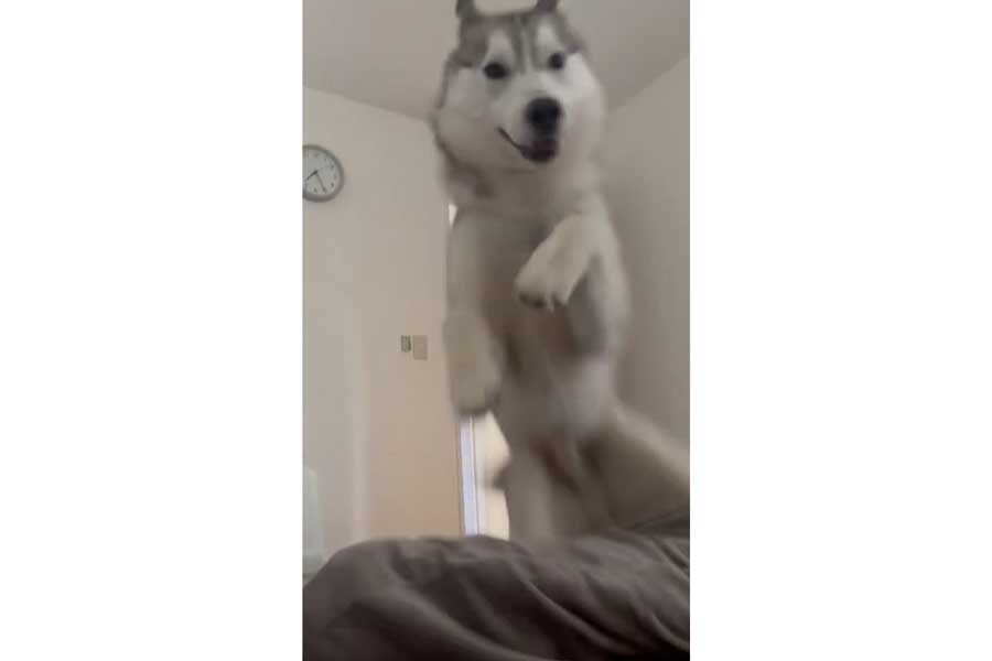 ダイナミックに飼い主さんを起こす珀くん（画像はスクリーンショット）