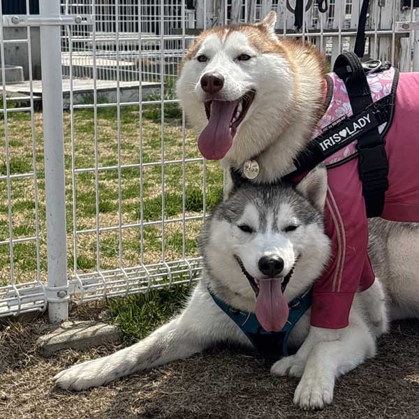 【写真提供：ハスキーの珀くん（@husky_0319）さん】