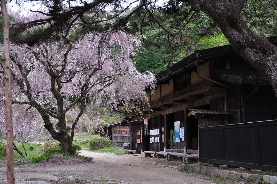 中山道・一石栃立場茶屋。春の景色のなかで、念願の桜も満喫（写真はイメージ）【写真：PIXTA】