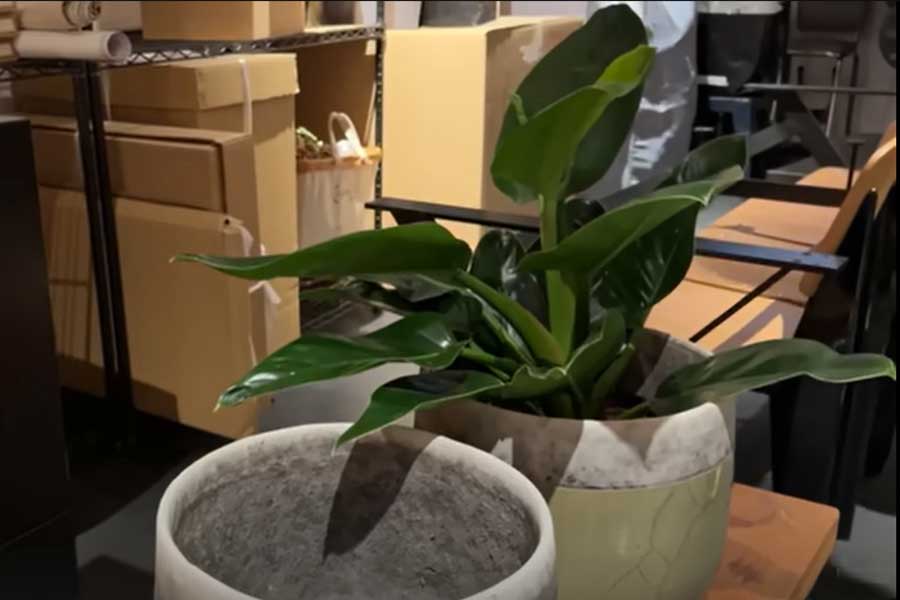 「お店の倉庫みたい」の声が上がった自宅の地下室（画像はスクリーンショット）