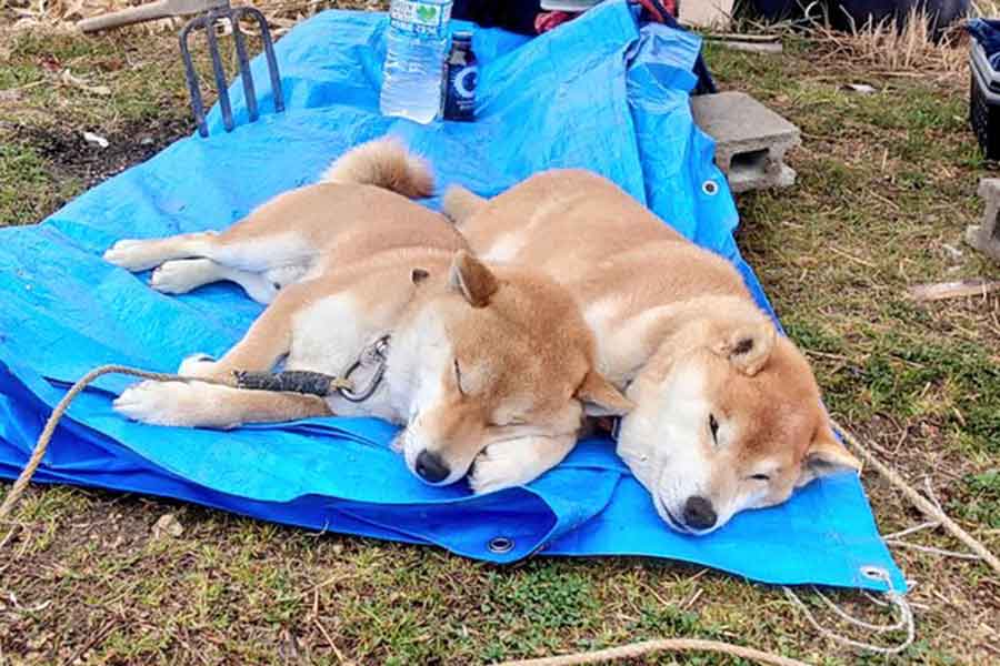 畑でまったりする（左から）しんえもんくんとはっちゃくくん【写真提供：柴犬が作る幻の赤いキウイ（@farm_docan）さん】