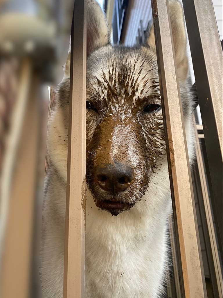 【写真提供：虎太郎（@KOTAROU_HUSKY）さん】