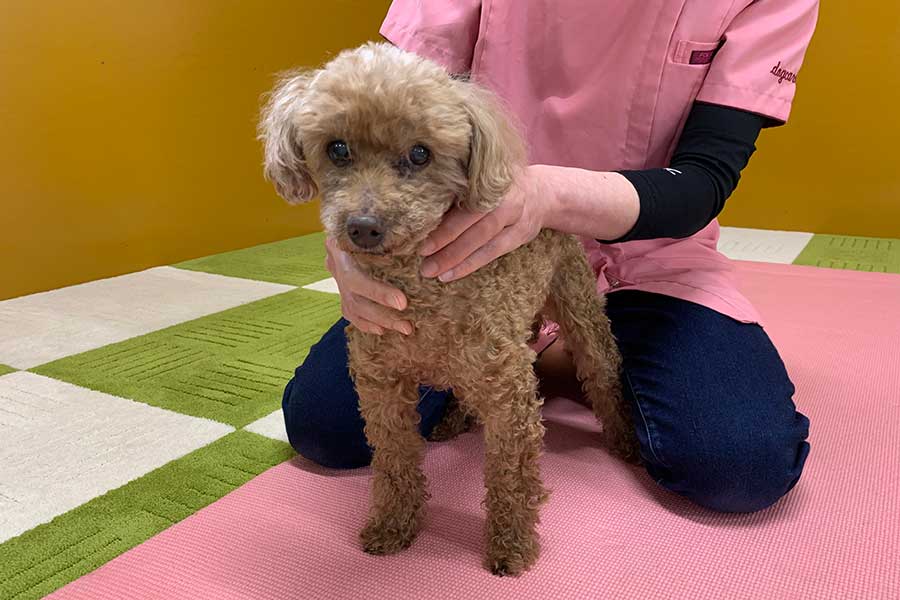 ドッグアナトミー整体施術中の清水さん【写真提供：あにまるケアハウス】