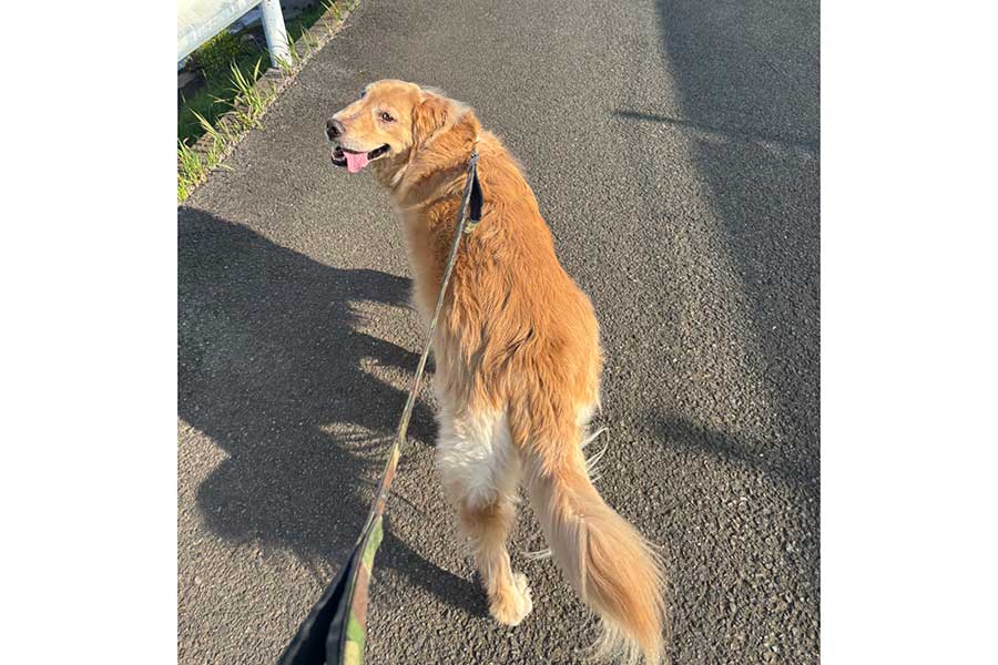 飼い主さんとの散歩を楽しむポテトくん【写真提供：ゆどち　ITエンジニア1年生（@3daysm0nk）さん】