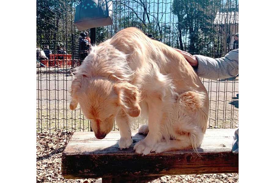 ベンチの上でしょんぼりするポテトくん【写真提供：ゆどち　ITエンジニア1年生（@3daysm0nk）さん】