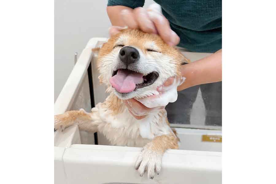 シャンプーをされて気持ち良さそうな表情を見せるつむちゃん【写真提供：柴犬 つむ（@sbtum1）さん】