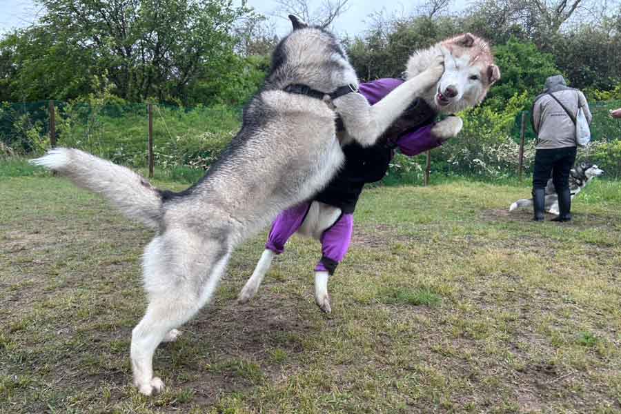 まるで格闘漫画のワンシーン【写真提供：アイリス　シベリアンハスキー（@irislady_husky）さん】