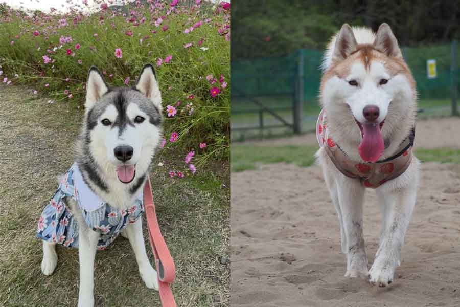 お花をバックに笑顔のめいちゃん（左）とドックランを楽しむアイリスちゃん【写真提供：アイリス　シベリアンハスキー（@irislady_husky）さん】