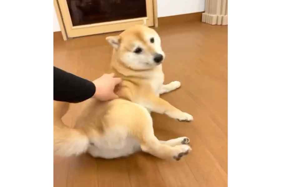 体を撫でられてコテンと倒れるこじろうくん【写真提供:T.Katsumi(@ChinaObachan517)さん】