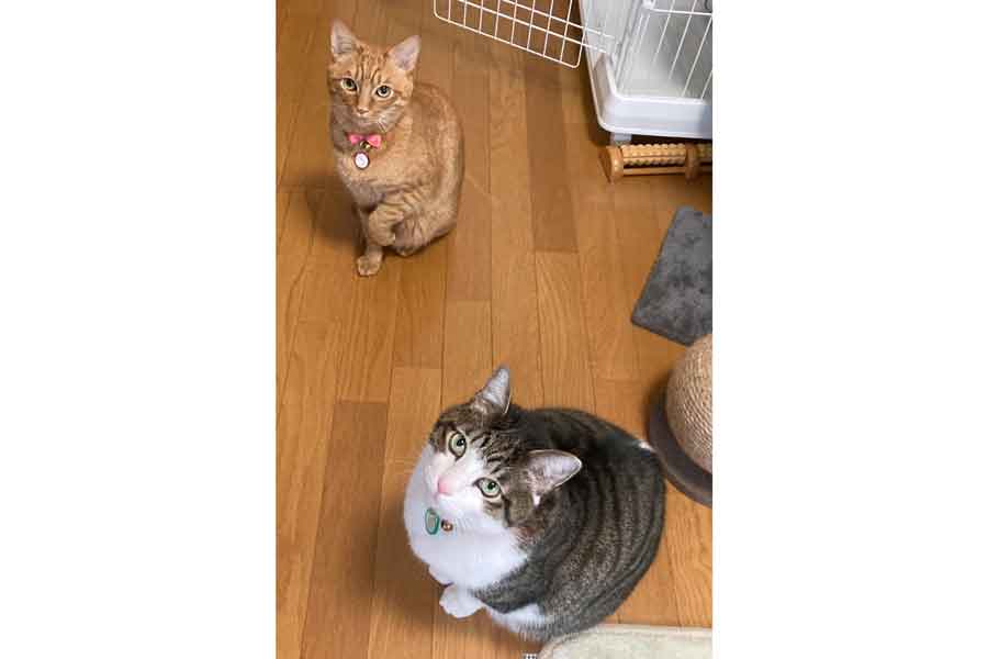 同時にカメラをじっと見つめる（奥から）むぎくんとふくくん【写真提供：とこも（@95Cs9）さん】