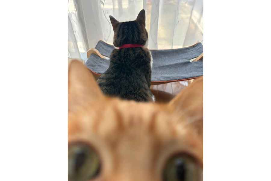カメラに接近しているむぎくん（手前）と外をみつめるふくくん（奥）【写真提供：とこも（@95Cs9）さん】