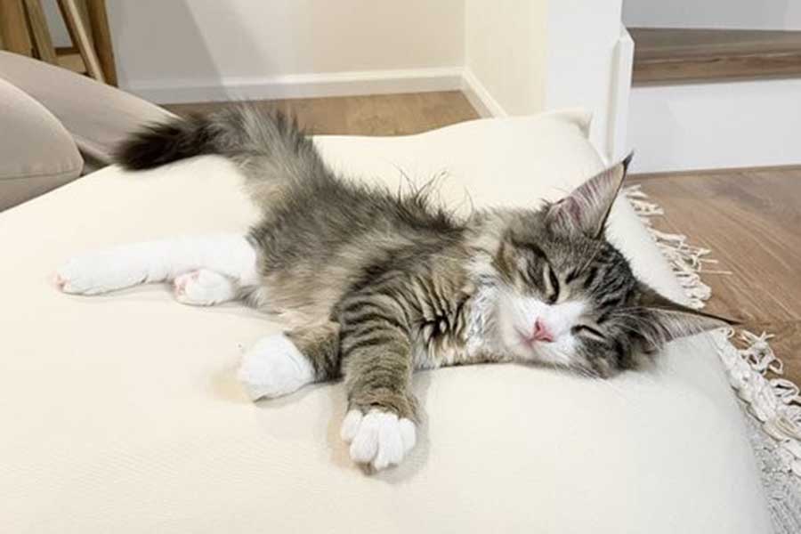 ソファの上ですやすやと眠る、0歳の頃のしろあんちゃん【写真提供:しろあん でっかい北欧猫(@shiroan_chan)さん】