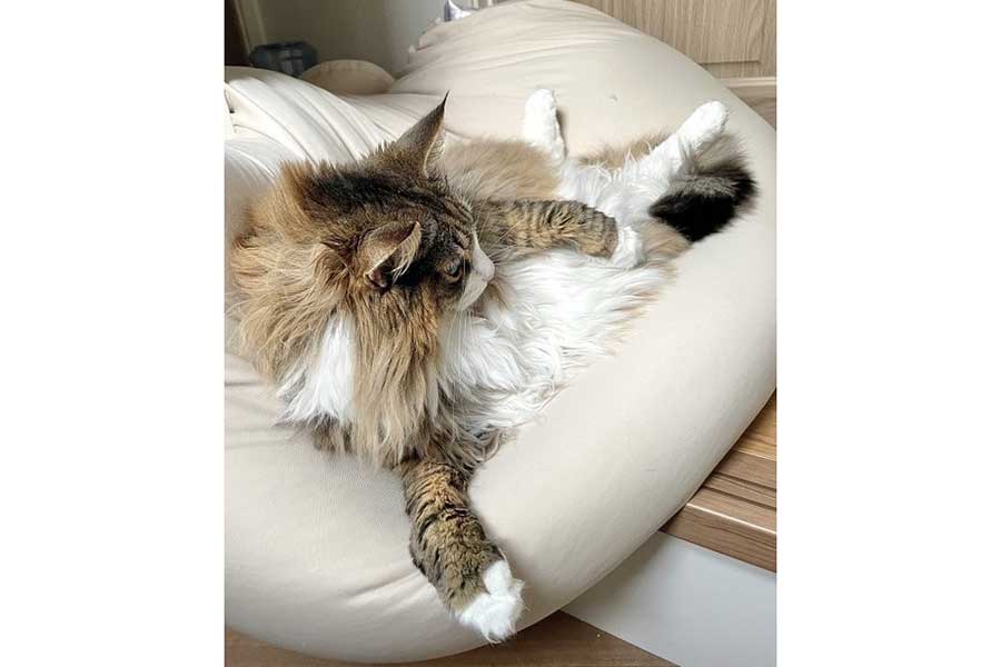 すっかり“ダメになって”しまった3歳のしろあんちゃん【写真提供:しろあん でっかい北欧猫(@shiroan_chan)さん】