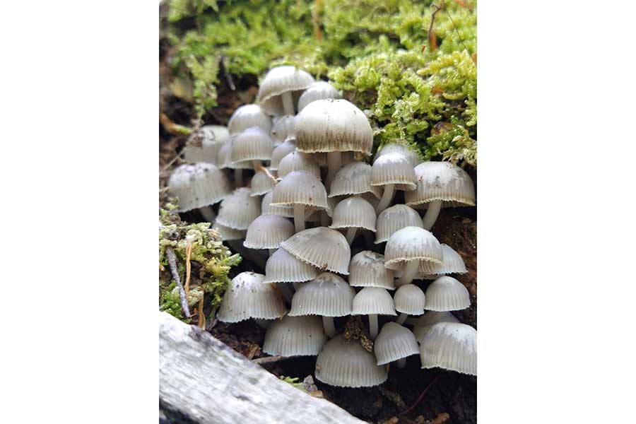 同じ日に見つけた「冬のキノコのセンボンクヌギタケ」【写真提供：すず姉@きのこ版（@suzu_kinokobook）さん】