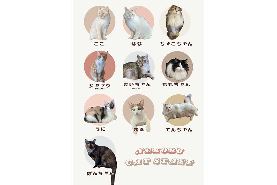 猫喫茶ネコブに在籍するねこたちのプロフィール【画像提供:猫喫茶ネコブ(@nekobuneko)さん】