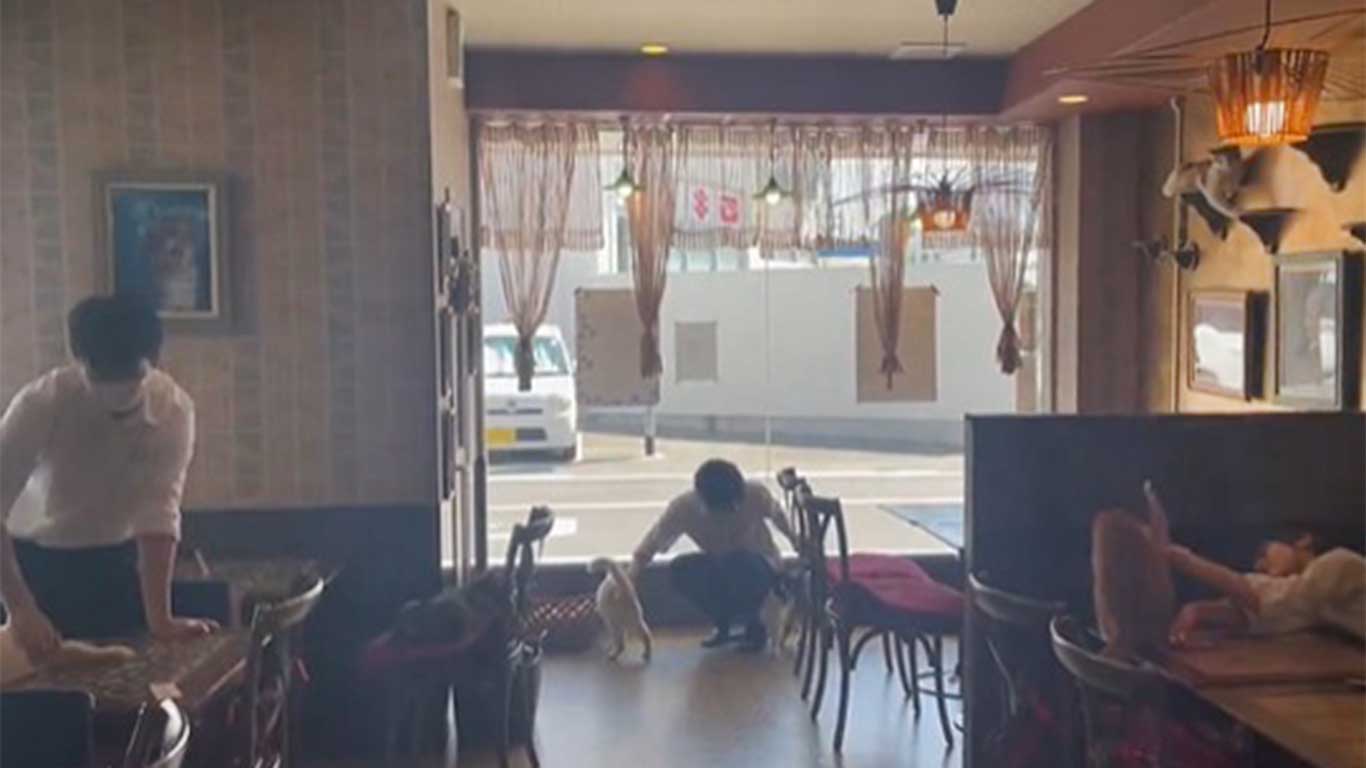 開店前、スタッフさんたちを夢中にさせていた(右から時計回りに)ジャックくん、ココちゃん、はなちゃん、ももちゃん(画像はスクリーンショット)