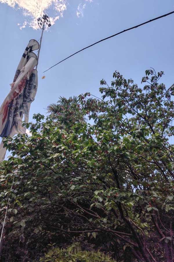 【写真提供：きみどり（@kimidori_itame）さん】