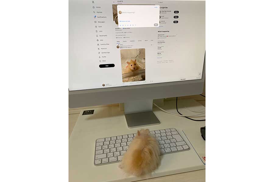 パソコンの前で文字を打っているとんかつくん【写真提供:とんかつ(@tororon138)さん】