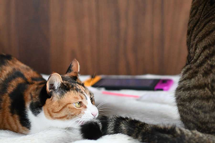 漫画の基になった写真。しんばくんのシッポを噛もうとするみたらしちゃん【写真提供：AKR（@bou128）さん】