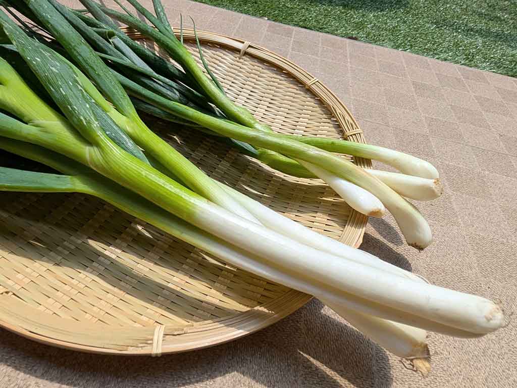 日本食には欠かせないネギ（写真はイメージ）【写真：写真AC】