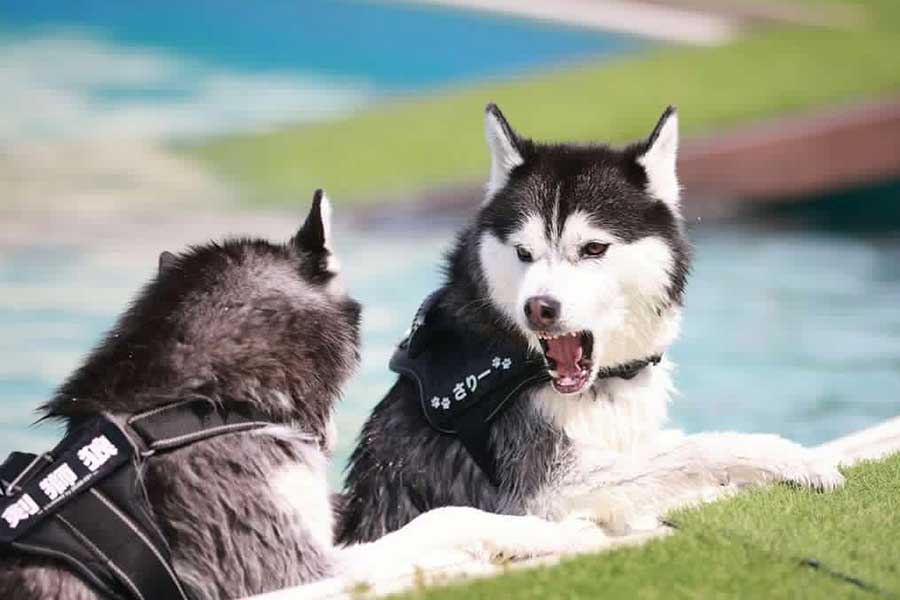 プールで“兄弟げんか”する（左から）剣獅狼くんとサリーくん【写真提供：名犬たち（@hn_sl_my918）さん】