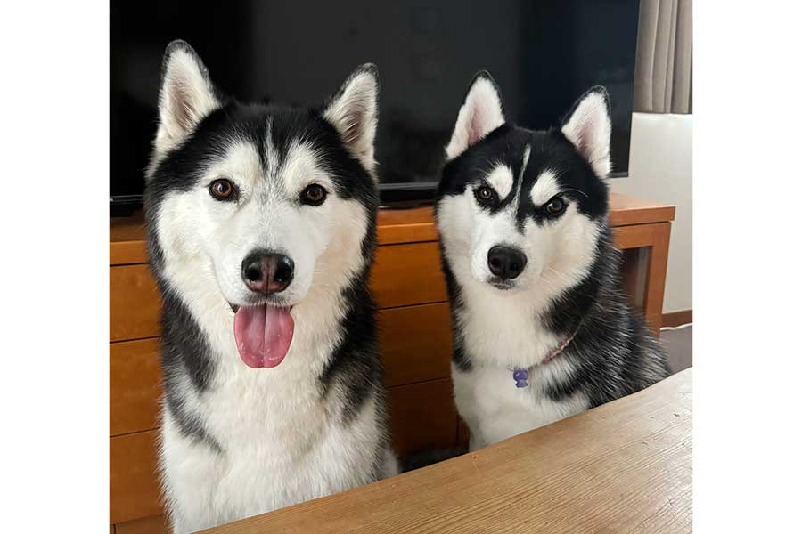 一緒に暮らす（左から）サリーくんと雅くん【写真提供：名犬たち（@hn_sl_my918）さん】