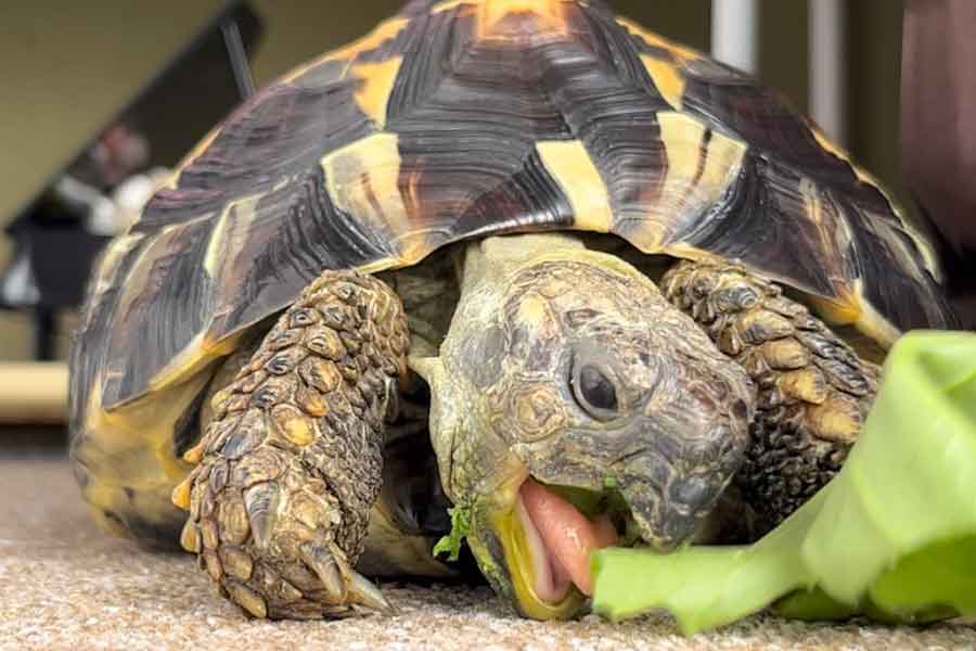 むしゃむしゃと野菜を食べるカメ【写真提供：カメのぽーちゃん（@kame_popopo）さん】