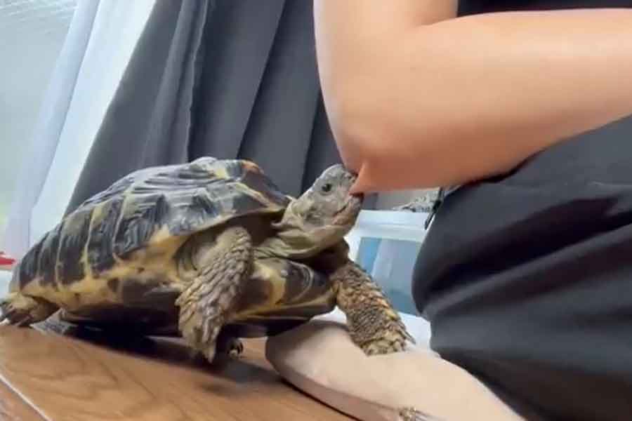 飼い主さんの肘をパクリと食べるぽーちゃん（写真はスクリーンショット）