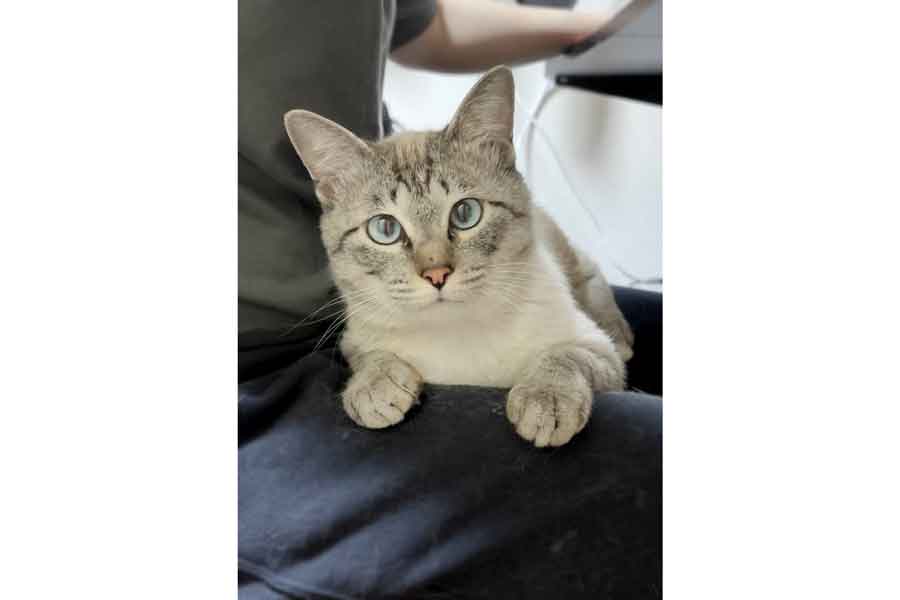 一緒に暮らしてから約2週間。初めて膝乗りしたあまくん【写真提供：そのうち名前が決まる猫（@nyankosoup）さん】