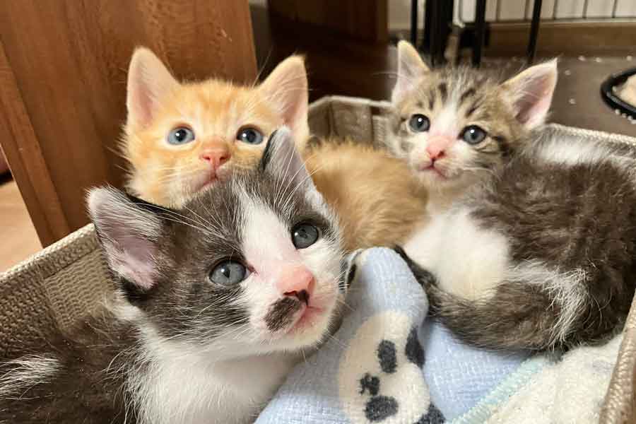 すくすくと成長する子ねこたち【写真提供：ひなてまリン（@hina20221019）さん】
