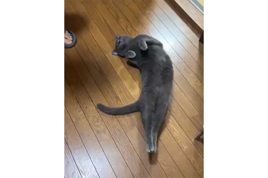 撫でられるのがうれしくて、ユニークなポーズを見せるしおくん（画像はスクリーンショット）