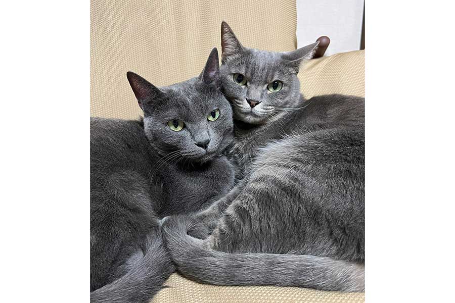 仲良く寄り添う（左から）しおくんとみりんちゃん【写真提供：まるこさん（@maruko_wkym）さん】