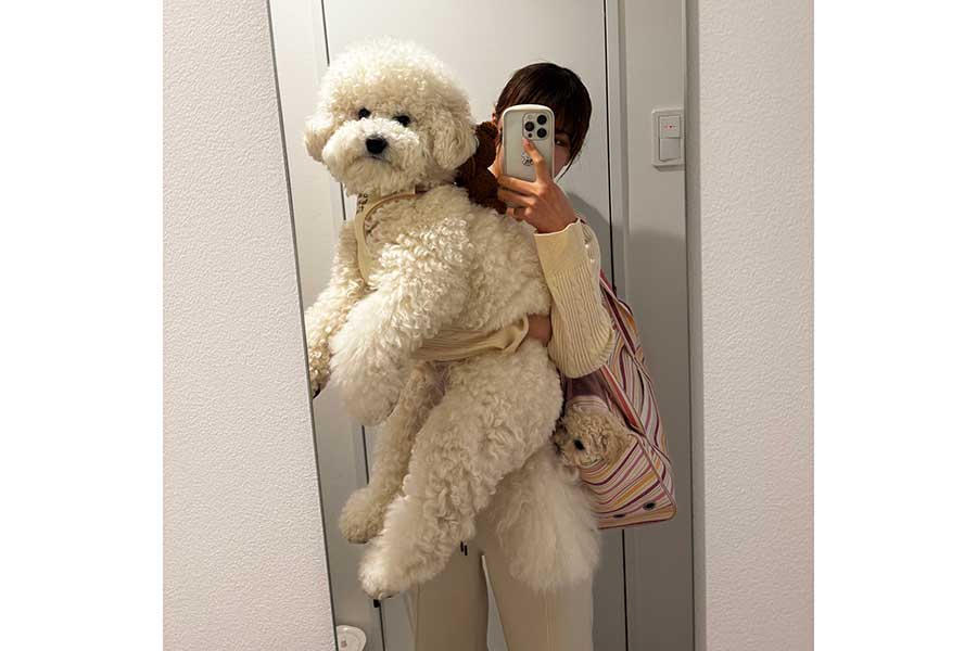 散歩前に抱えられているぽむくんと、トートバックの中にいるぷりんくん【写真提供：ビションフリーゼのぽむとぷりん（@pom__pudding）さん】